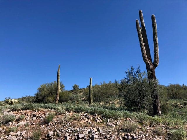 3863 S AVENIDA DE ANGELES -- #103, Gold Canyon, AZ