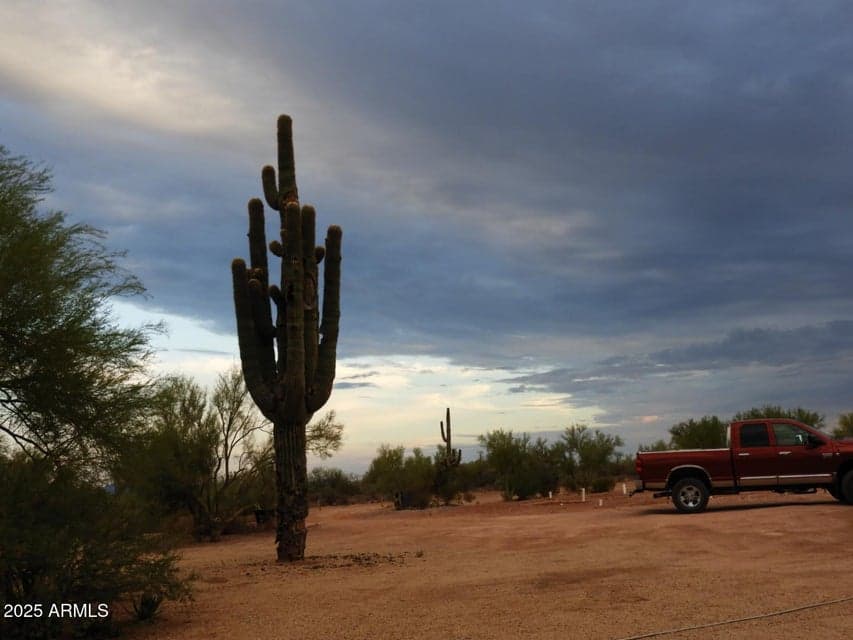 Property has numerous Saguaro