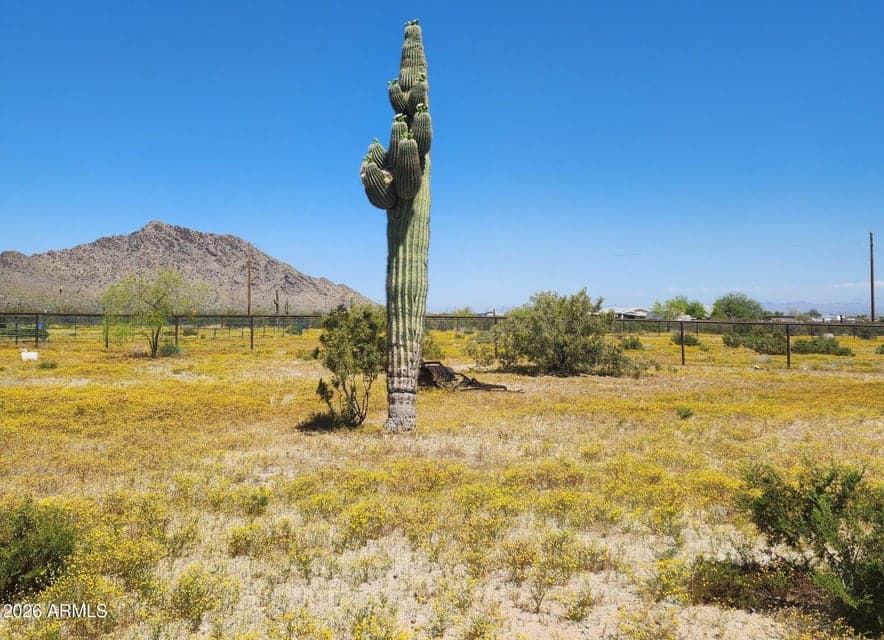 Mature saguaro surrounded by seasonal desert wildflowers and mountain views.
